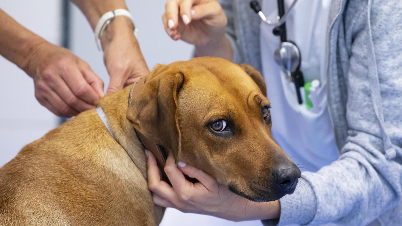 <p>Die Vereinigung der Veterinärmediziner warnt davor, dass das Verwendungsverbot dramatische Auswirkungen auf die Tiertherapie hätte</p>