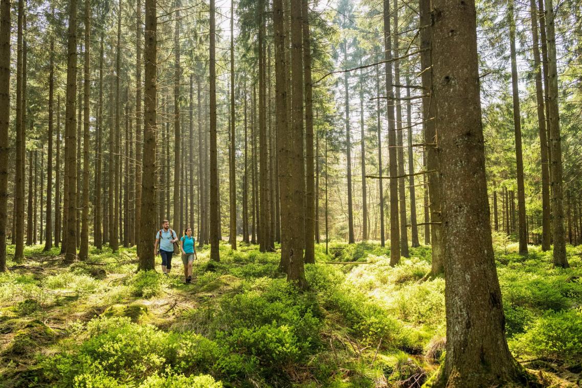 <p>Zu Fuß lassen sich die Landschaft und die Natur, wie hier im Hertogenwald, im eigenen Rhythmus entdecken. Das ostbelgische Netz zählt 1.380 Kilometer beschilderte Wanderwege nach Knotenpunkten.</p>