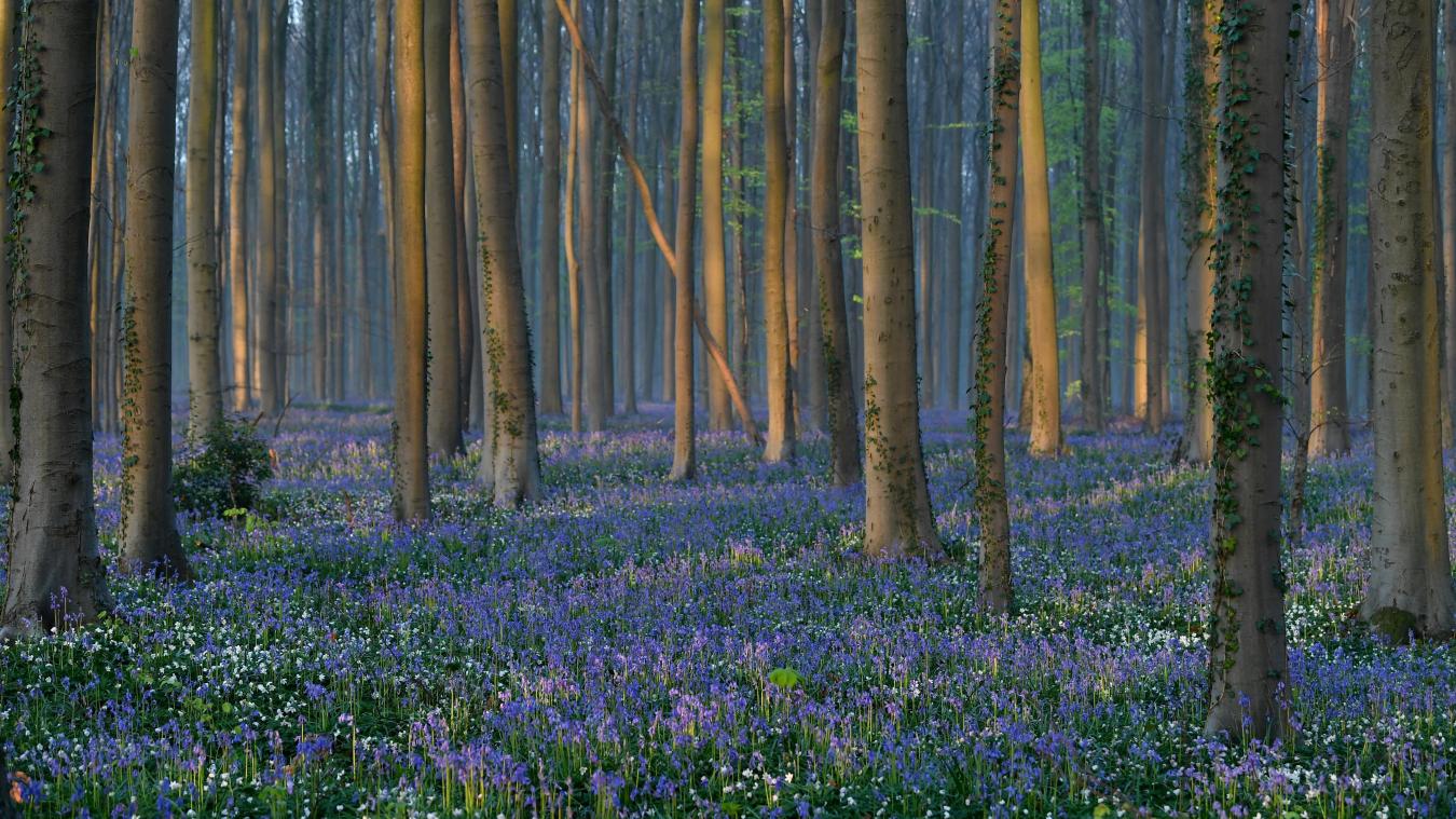 <p>Start eines zweiten Projektaufrufs „Forêt résiliente“ in der Wallonie</p>
