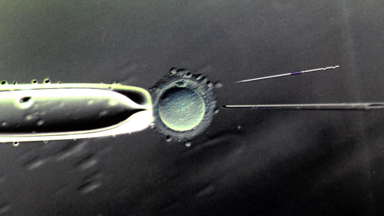 <p>Befruchtung einer Eizelle mit einer Injektionspipette (80- bis 100-fache Vergrößerung)</p>