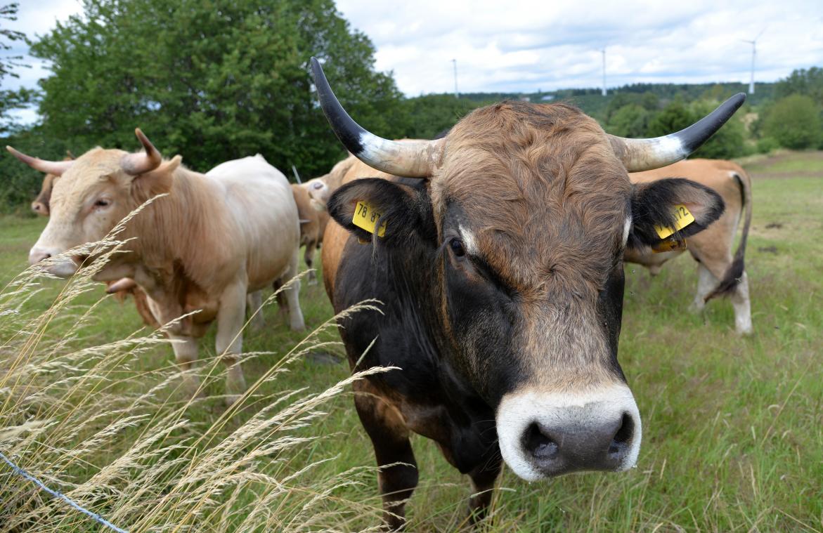 <p>Landwirt von Stier angegriffen und tödlich verletzt</p>
