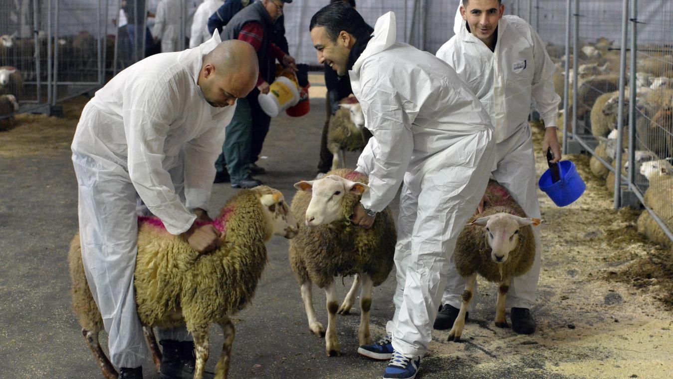 <p>Die islamische Tradition gebietet, dass beim Opferfest ein Schaf rituell geschlachtet wird. Das betäubungslose Schlachten (Schächten) ist in Flandern und der Wallonie verboten.</p>