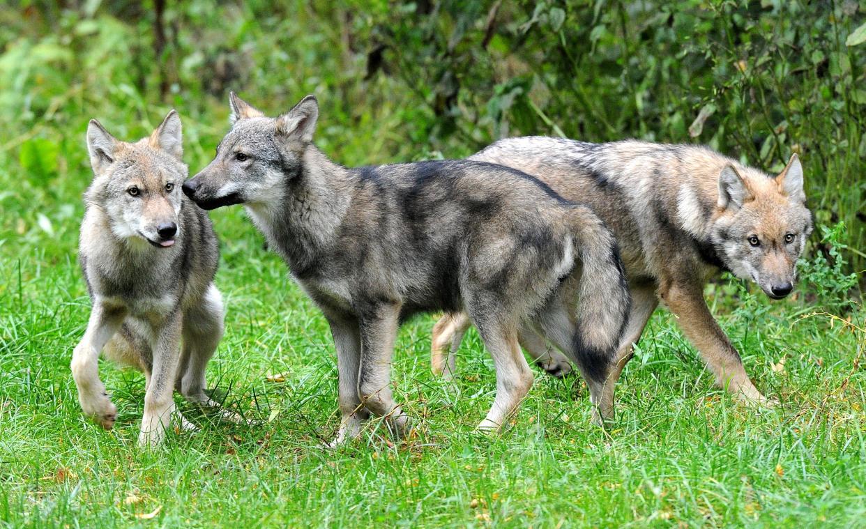 <p>Die Experten gehen mit einer hohen Wahrscheinlichkeit davon aus, dass sich im nächsten Jahr in der Nordeifel ein neues Wolfsrudel bildet. Es gibt mehrere Indizien, dass sich dort ein Wolfspaar angesiedelt hat.</p>