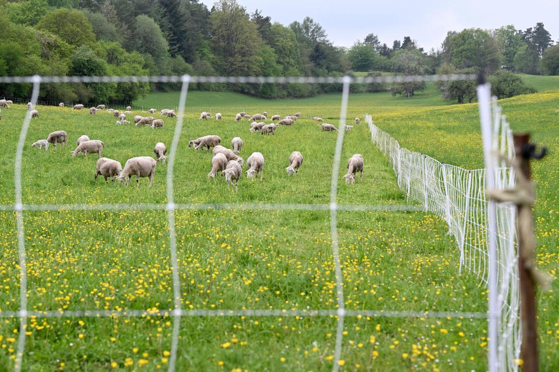 <p>Welcher Zaun am besten geeignet ist, um die Herde zu schützen, hängt von den örtlichen Gegebenheiten ab.</p>