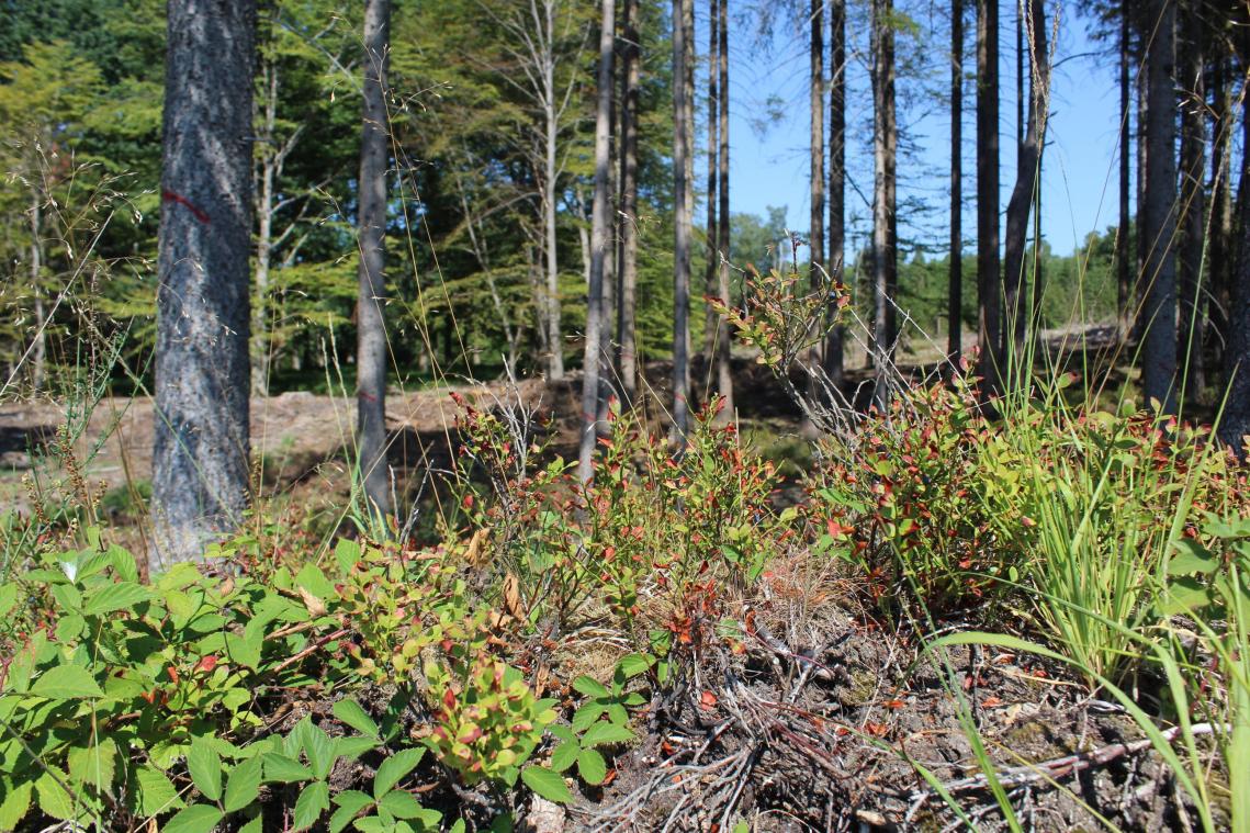 <p>Zunehmend braune Stellen statt sattem Grün: Viele Pflanzen im Wald schalten aufgrund des Wassermangels bereits in den „Herbstmodus“.</p>
