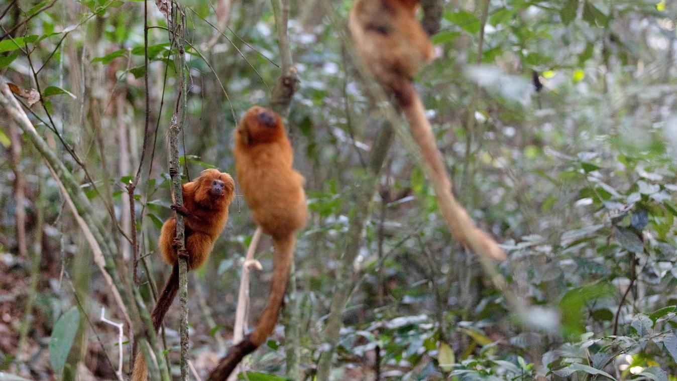 <p>Vom Aussterben bedrohte Goldene Löwenäffchen in der Waldregion Silva Jardim. Angesichts des Anstiegs von Affenpocken-Fällen in Brasilien gibt es immer mehr Angriffe auf Affen in dem Land.</p>