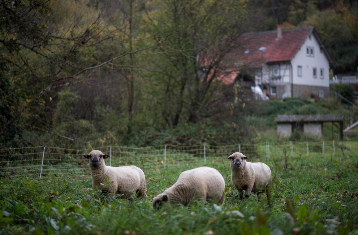 <p>Mehrere Schafe wurden in den letzten Tagen bei Wolfsrissen in und nahe Kalterherberg getötet oder verletzt.</p>