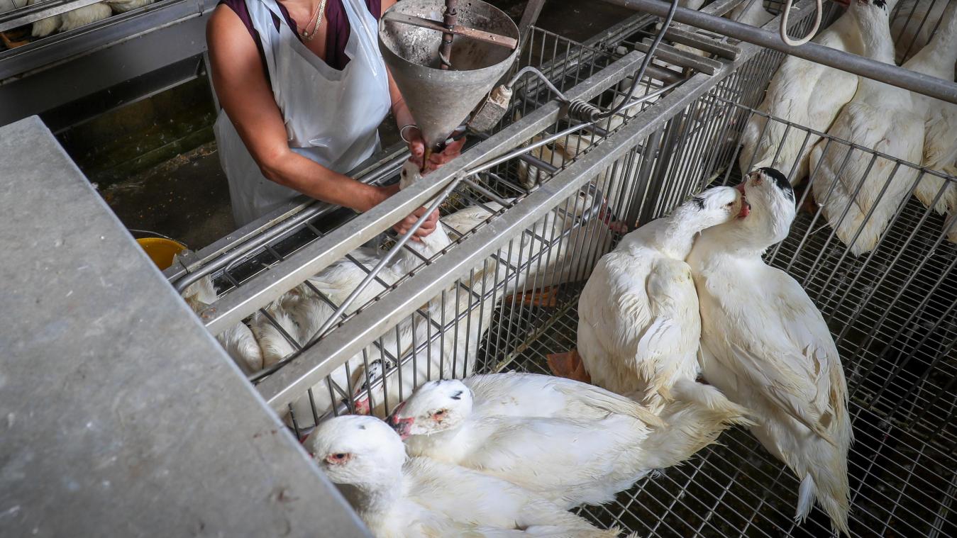 <p>„Foie gras“ ist eine „Delikatesse“, die Tieren so viel Leid zufügt, dass die Herstellung in einigen Ländern illegal ist.</p>