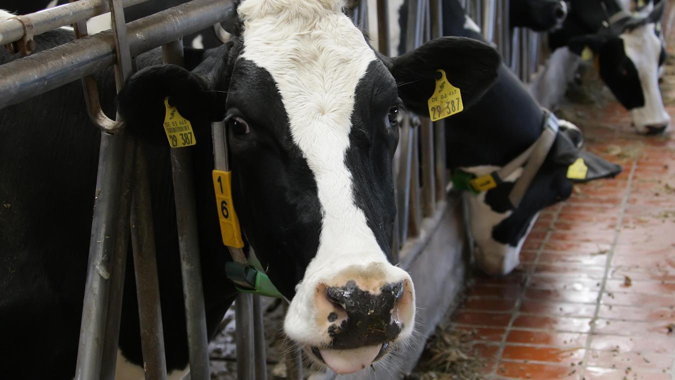 <p>BSE-Fall bei Kuh in Niederlanden - Belgien ergreift vorerst keine Maßnahmen</p>
