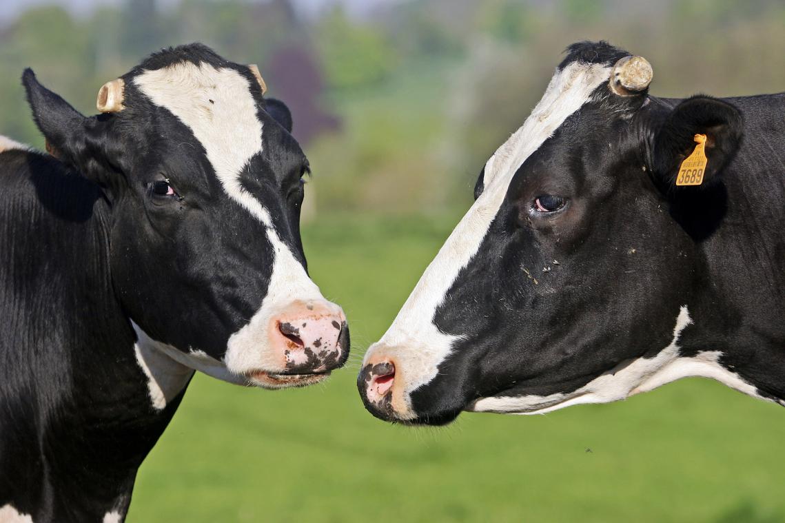 <p>In die Zeit des Regionalverbandes fiel die Einführung der Holstein-Rasse in die Bauernhöfe unserer Gegend.</p>