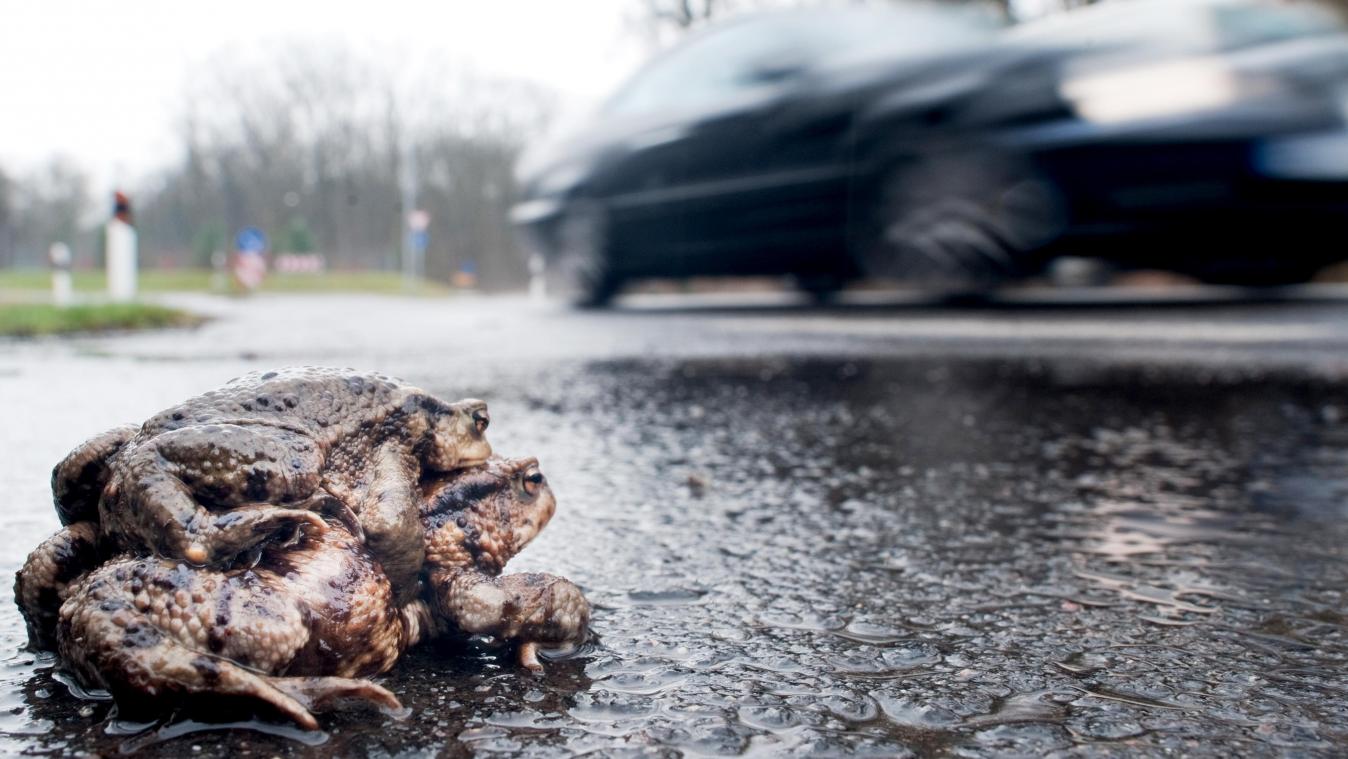 <p>Riskantes Tandem: Gehen paarungsbereite Kröten auf Wanderschaft, droht ihnen auf so mancher Straße ein jähes Ende.</p>
