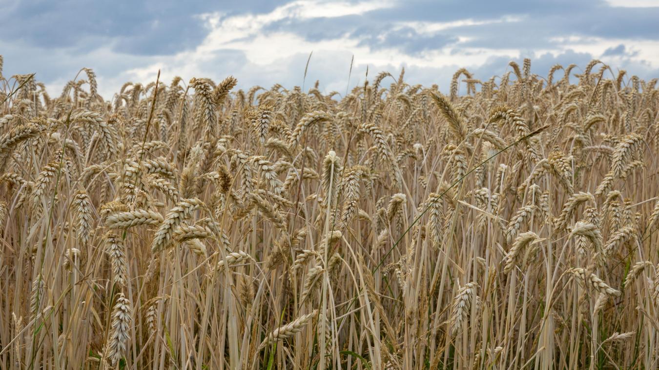 <p>Moskau fordert für Getreidedeal Aufhebung von Exportbarrieren</p>
