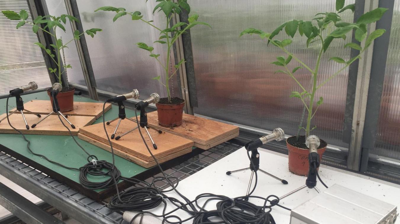<p>Die Geräusche von drei Tomatenpflanzen werden in einem Gewächshaus aufgenommen.</p>