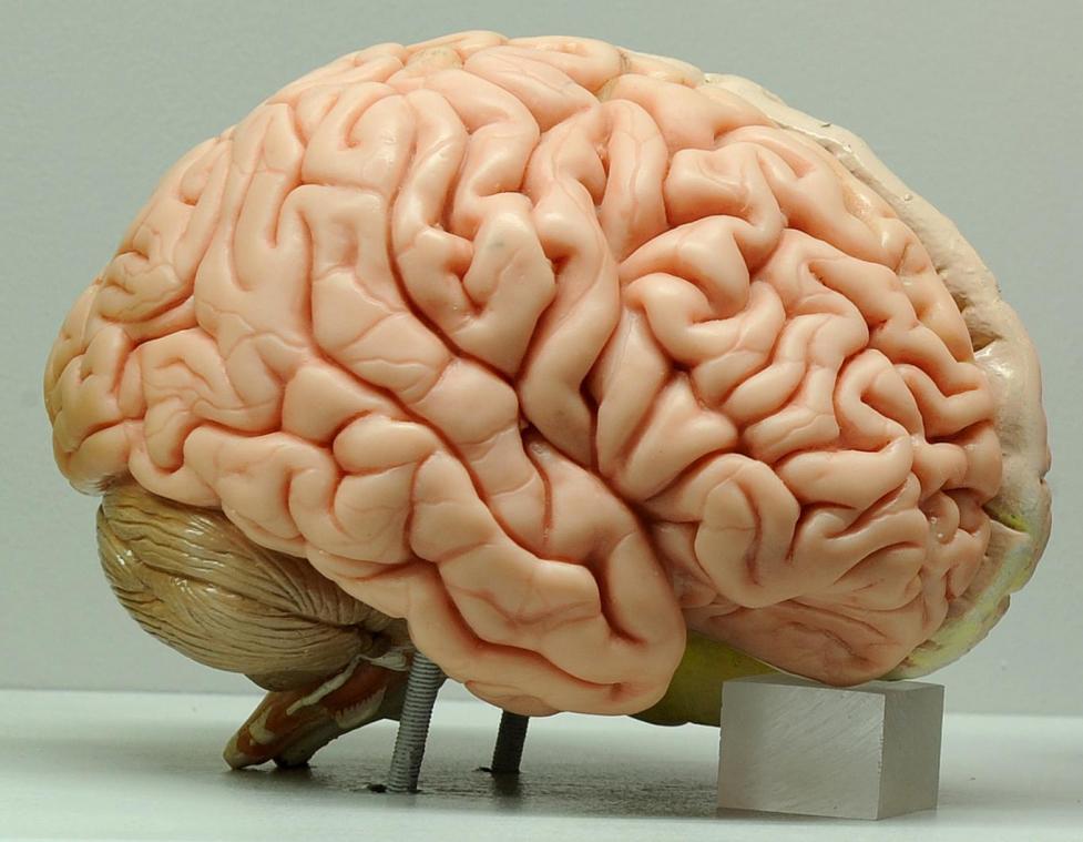 <p>Belgische Wissenschaftler kultivieren Gehirne in vitro, um Alzheimer zu heilen</p>