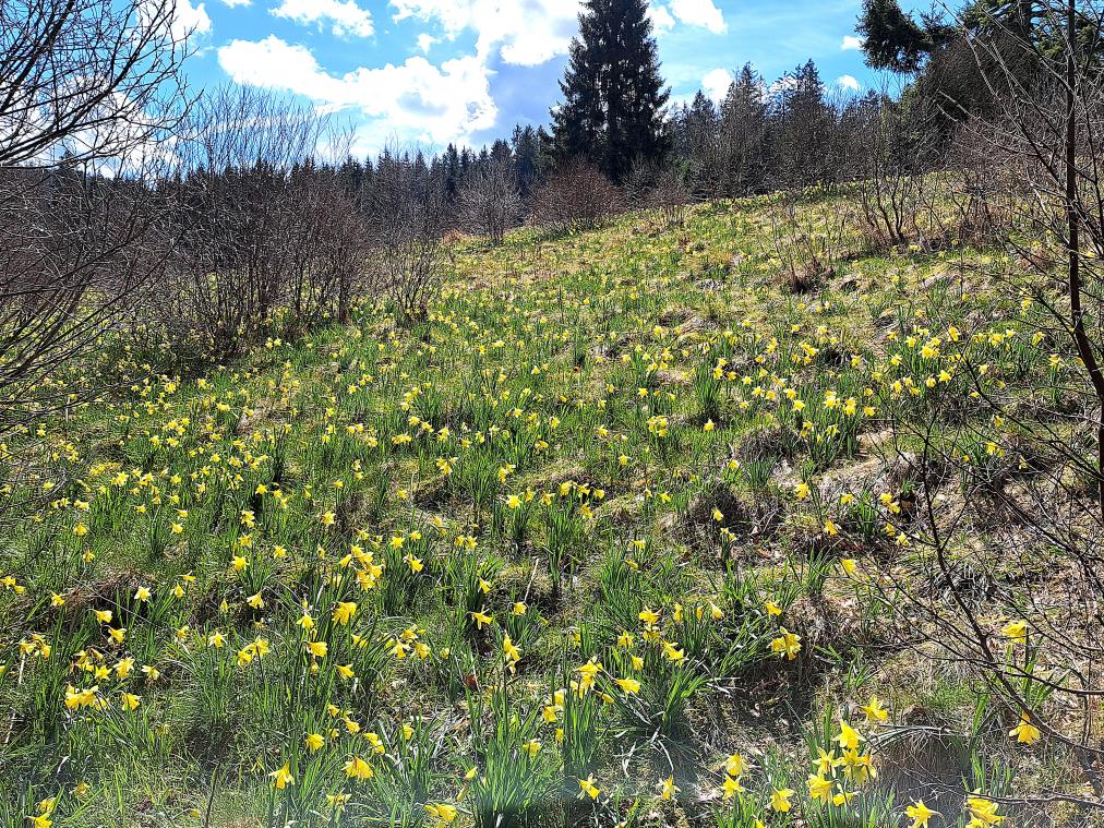 <p>Die wilden Narzissen im Oleftal entfalten in diesen Frühlingstagen ihre volle Blütenpracht. An den Wochenenden werden geführten Wanderungen angeboten.</p>