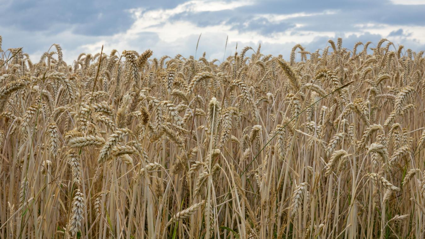 <p>Polen verbietet Getreideimporte aus Ukraine</p>
