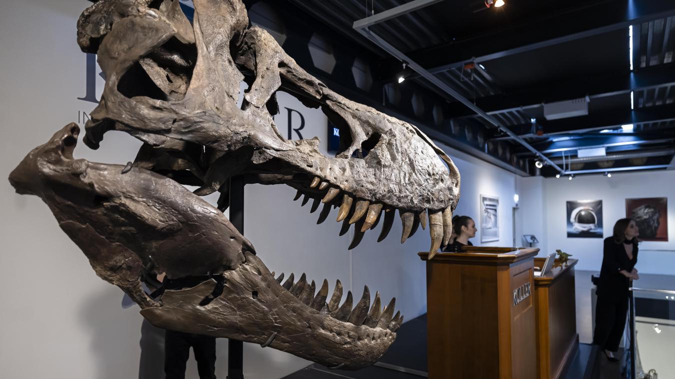 <p>Der Kopf eines T-Rex-Skelettswurde währendder Auktion des Auktionshauses Koller ausgestellt.</p>