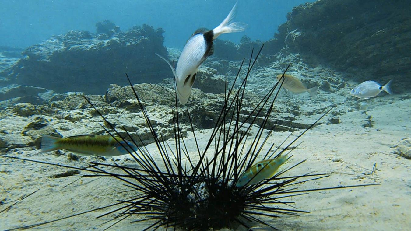 <p>Massensterben von Seeigeln bedroht Korallenriffe</p>
