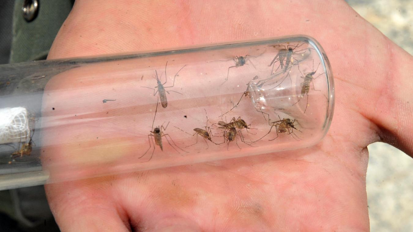 <p>„2023 ist ein Mückenjahr!“</p>
