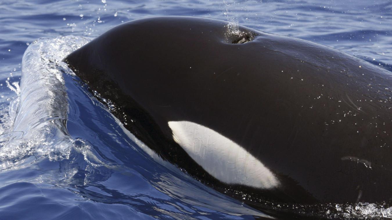 <p>Ein Orca (Schwertwal) im Meer vor der kanarischen Insel Lanzarote.</p>