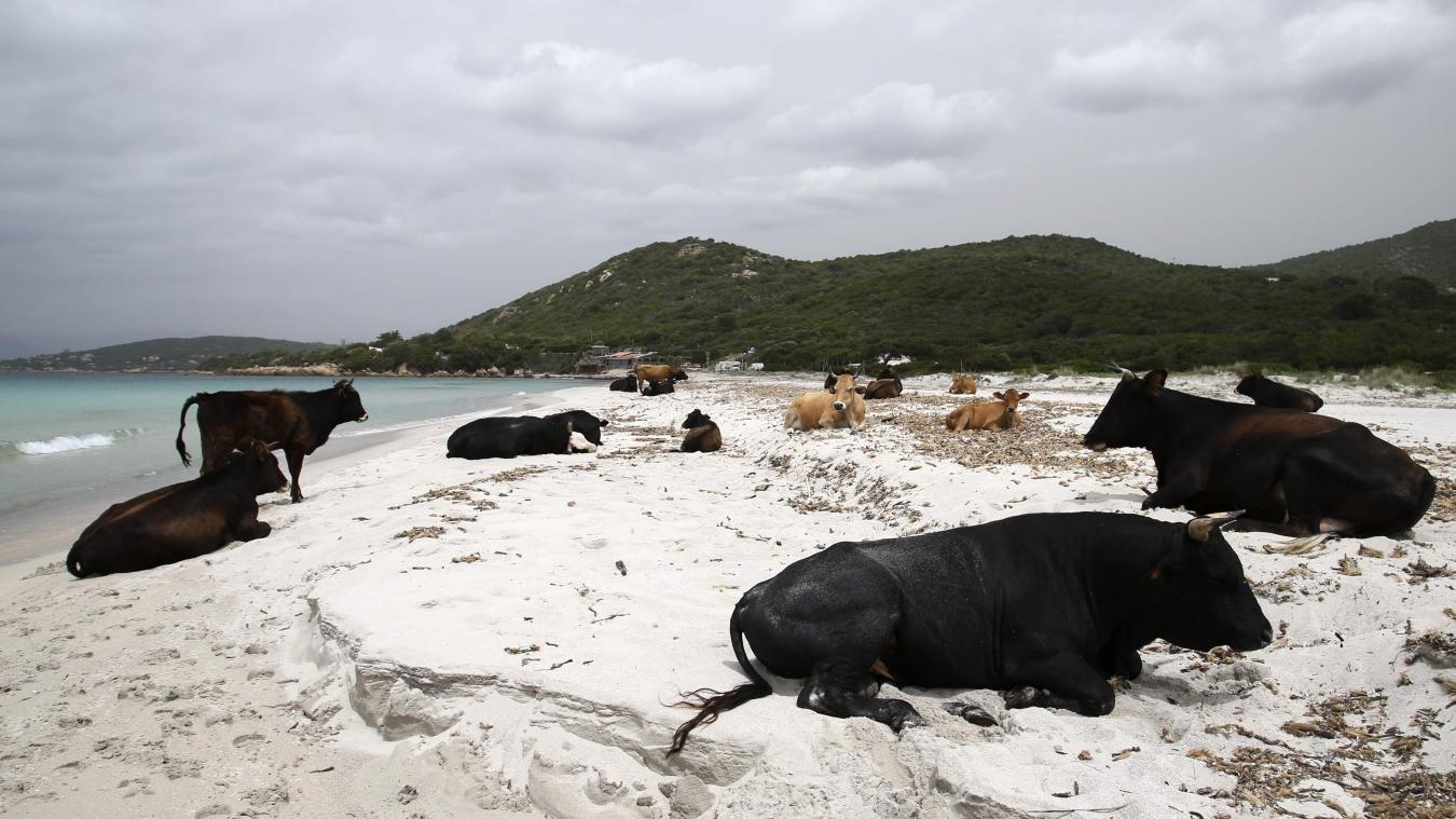 <p>Kühe an der Küste Korsikas während dem Lockdown 2020</p>