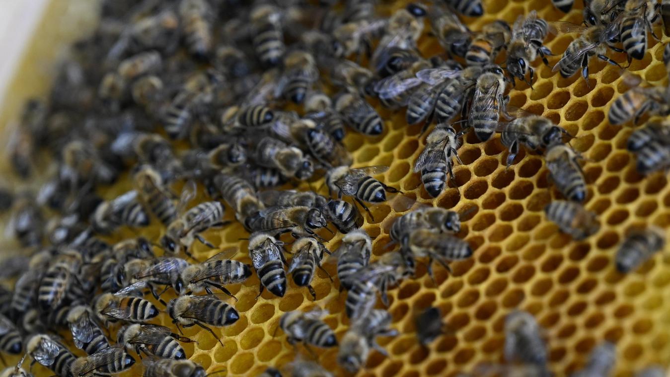 <p>Zwischen 240.000 und 320.000 Bienen leben in den Bienenstöcken am Golden Morgen.</p>