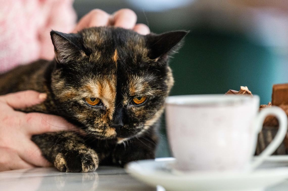 <p>In Eynatten soll Ende des Jahres ein Katzencafé eröffnen.</p>