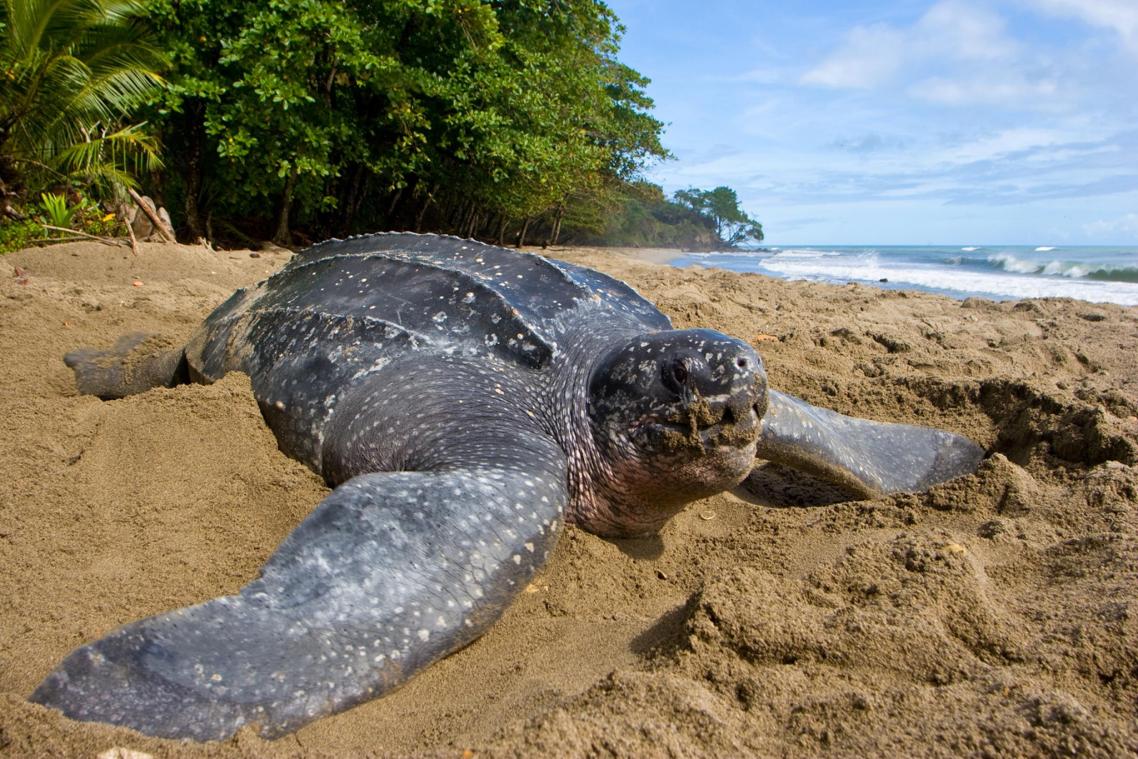 <p>Lederschildkröten halten sich normalerweise im Atlantischen Ozean auf. Diese Aufnahme stammt aus Trinidad.</p>