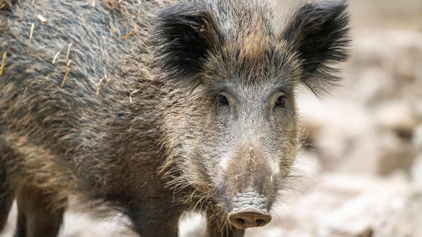 <p>Wildschweine: Wallonie geht gegen Überpopulation vor</p>
