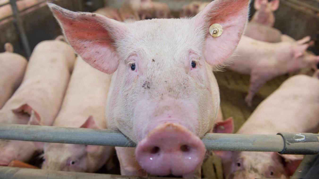 <p>Hunderttausende Schweine weniger in Belgien</p>
