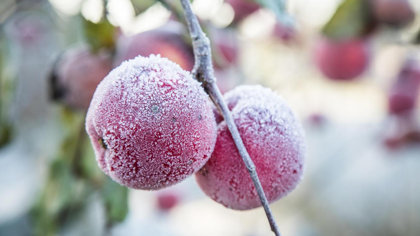 <p>Der erste Frost kommt oft unerwartet, besser man schützt die Obstbäume auf dem Balkon rechtzeitig.</p>