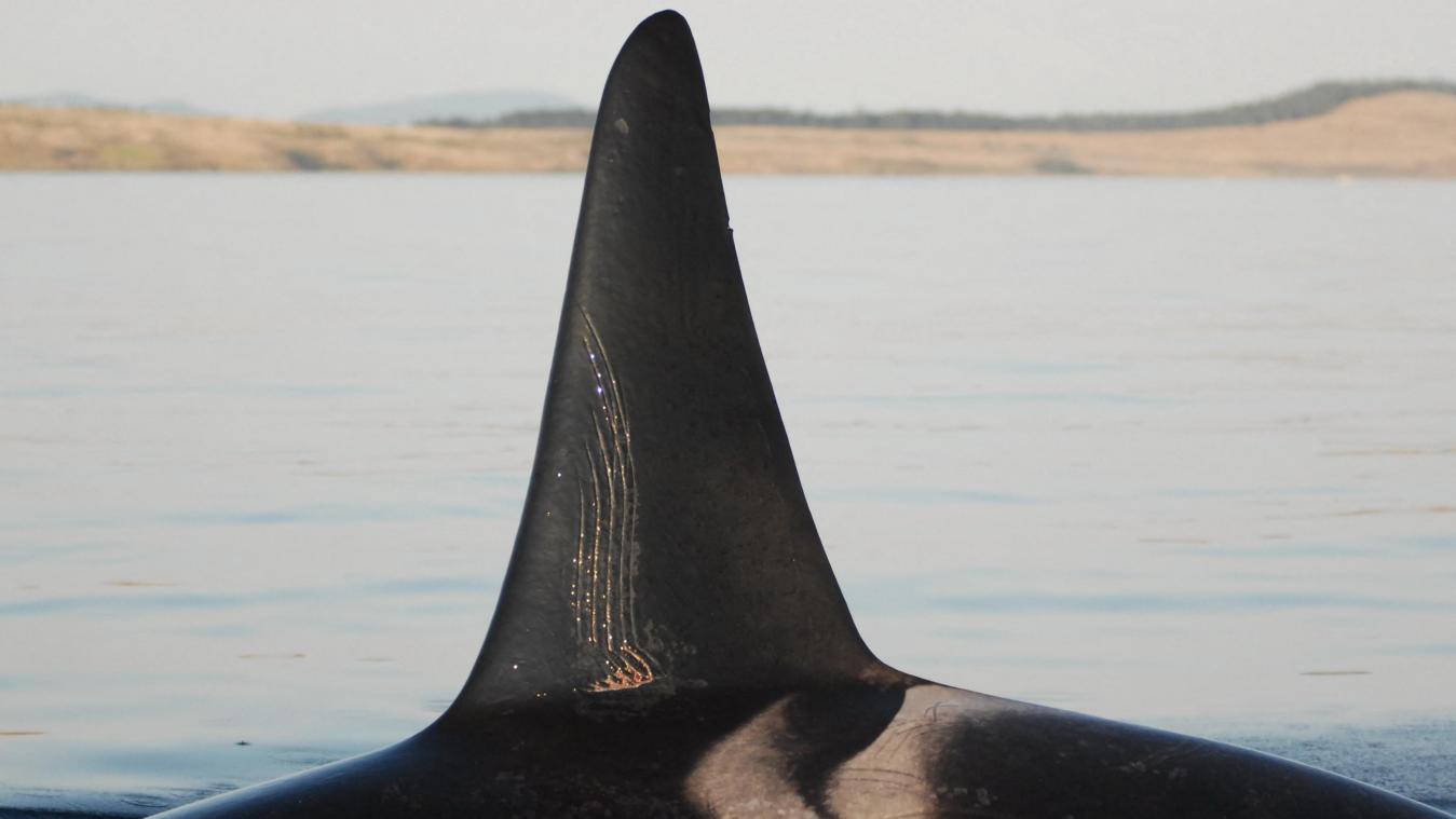 <p>Orca an den Strand von De Panne gespült</p>