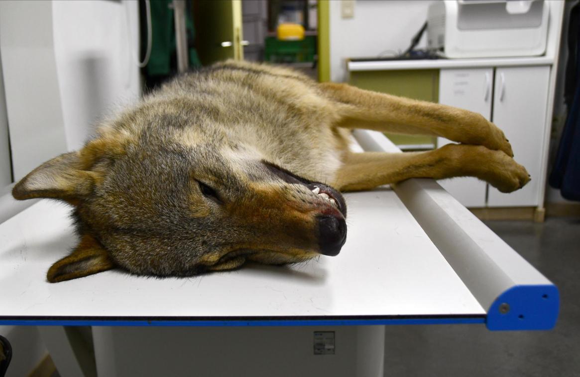<p>Der tote Wolf wurde dem Natuurhulpcentrum in Opglabbeek übergeben.</p>