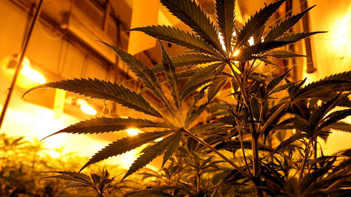 <p>Polizei findet per Zufall eine Cannabisplantage im Eupener Land</p>
