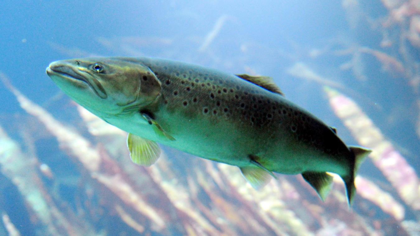<p>Der atlantische Lachs gilt nun offiziel als gefährdet.</p>