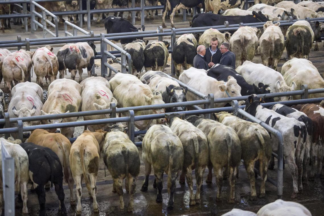 <p>Die belgischen Viehhändler wehren sich gegen aus ihrer nicht umsetzbare Quarantäneregelungen, die den Export von Rindern ins Ausland so gut wie unmöglich machen.</p>