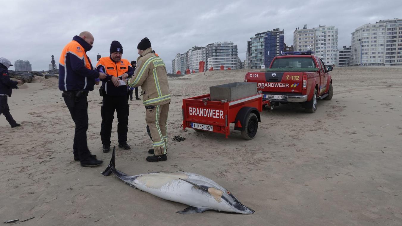 <p>„Sehr selten“: Toter Delfin vor Ostende angespült</p>
