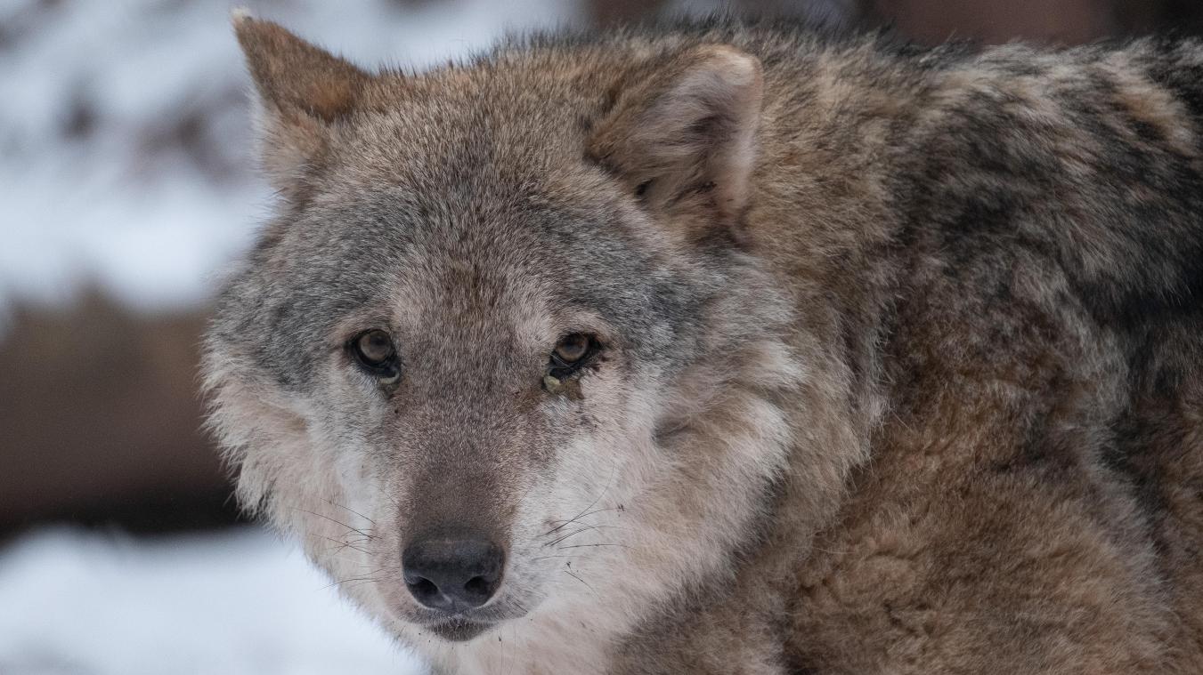 <p>Deutlich weniger Wolfsangriffe auf Nutztiere in Belgien</p>
