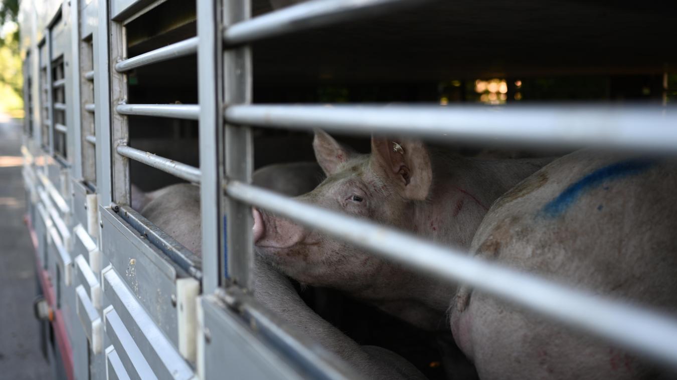 <p>Täglich sterben hunderte Tiere auf dem Weg zum Schlachthof. Die Regierungspartei Vooruit fordert nun strengere Regeln für dem Transport.</p>