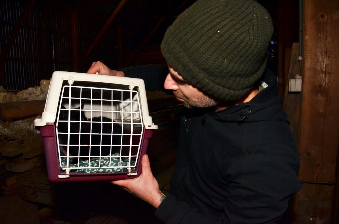 <p>Tierfreund Ludo Cremer aus Weywertz fängt freilaufende Katzen ein und lässt sie sterilisieren.</p>