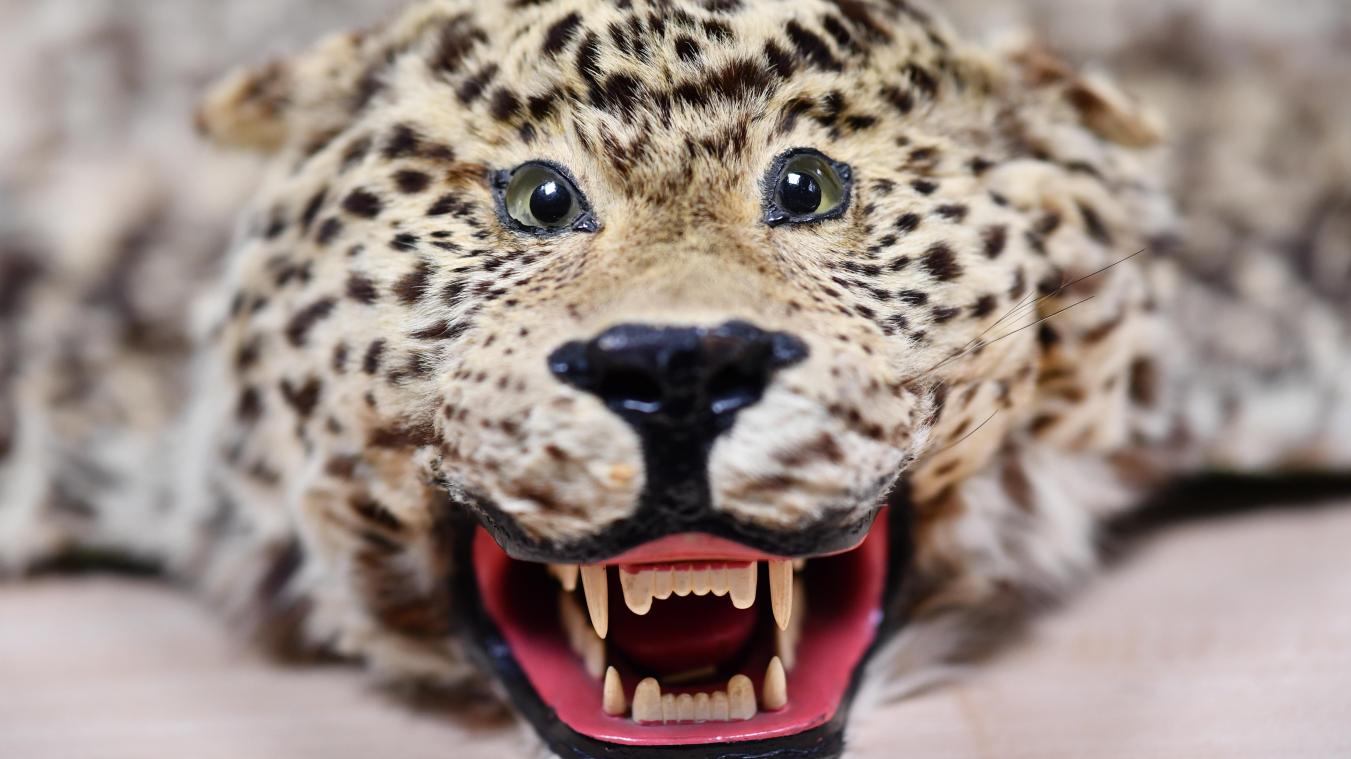 <p>Vom Zoll beschlagnahmtes Leopardenfell mit Kopf</p>