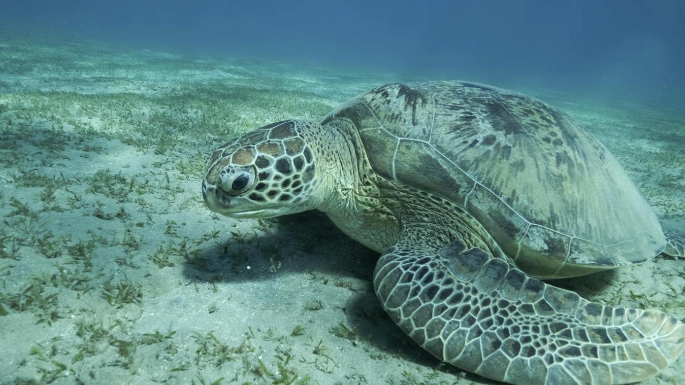 <p>Eine Grüne Meeresschildkröte (Chelonia mydas) schwimmt im Roten Meer vor Ägypten. Meeresschildkröten gehören zu den wandernden Tierarten. Wie viele Meeresbewohner, die auf den Wanderungen zu ihren Laichorten große Strecken zurücklegen, sind sie einem UN-Bericht zufolge stark bedroht.</p>