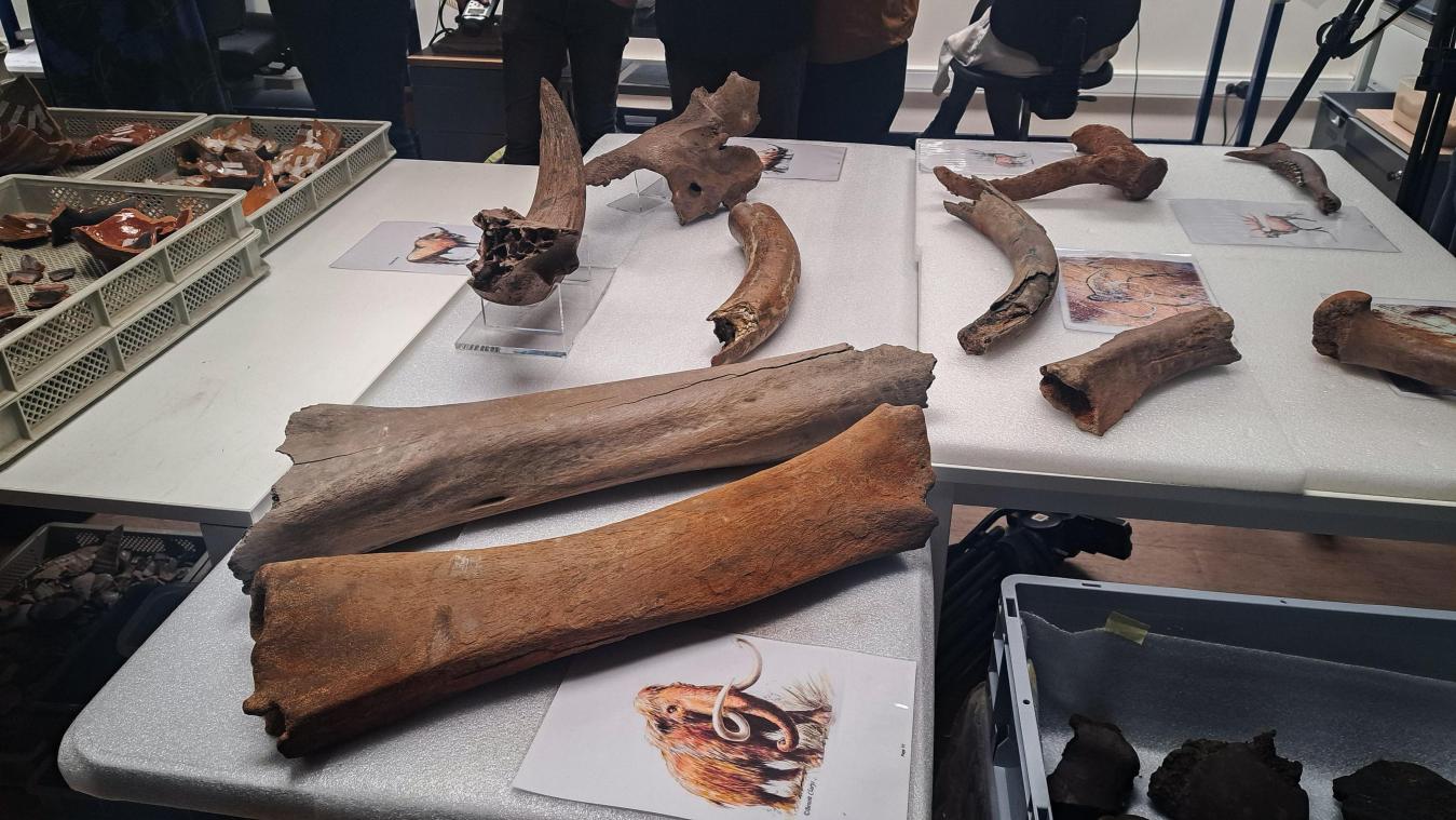 <p>Die entdeckten Mammutknochen im archäologischen Labor der Stadt Brüssel</p>