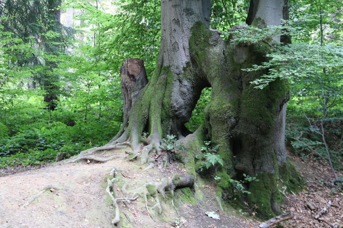 <p>Die über Jahrhunderte ineinander verwachsenen Bäume des Aachener Landgrabens drohen einzugehen.</p>