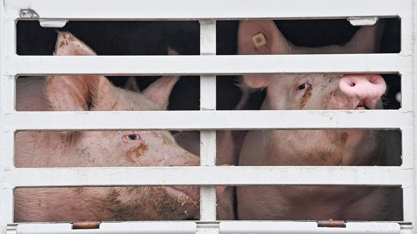 <p>In Belgien wurden im vergangenen Jahr so wenige Schweine geschlachtet, wie seit 25 Jahren nicht mehr.</p>