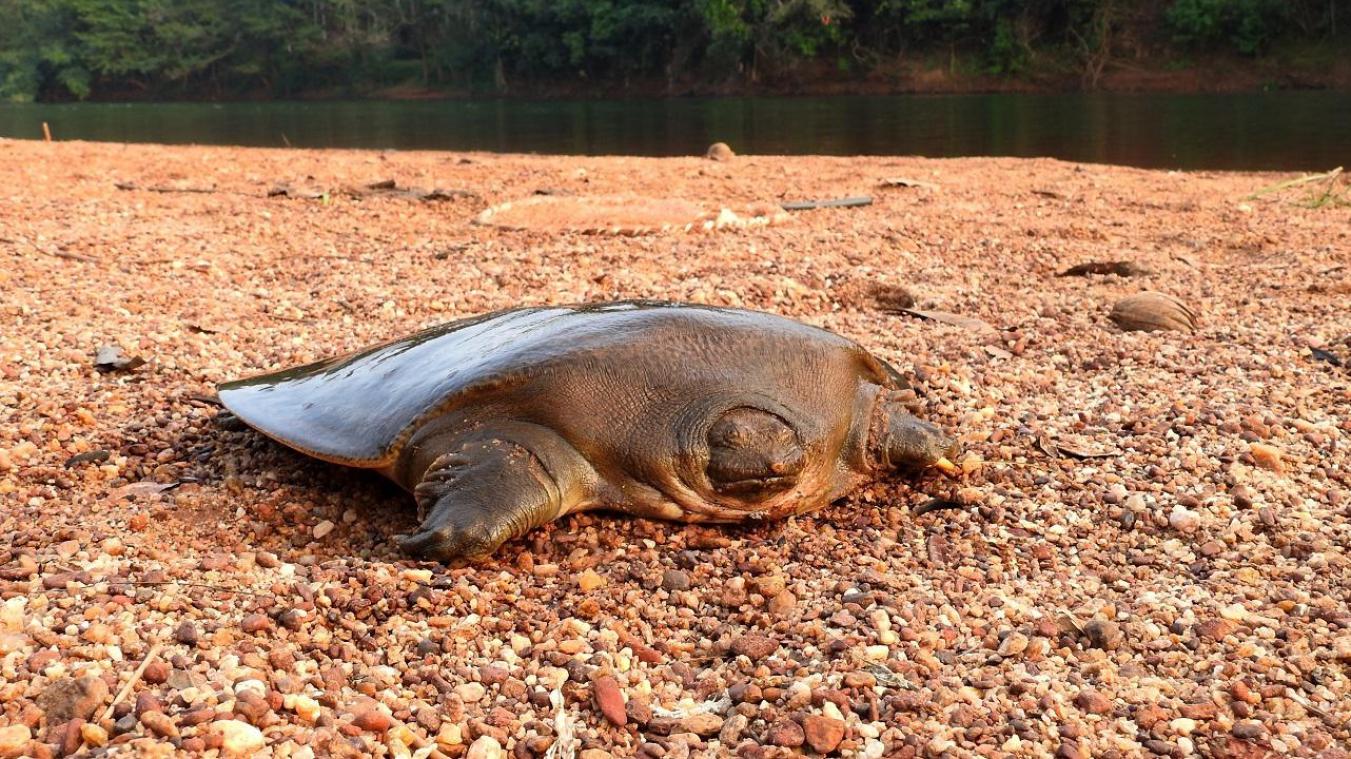 <p>Eine Cantors Riesen-Weichschildkröte aufgenommen am Chandragiri-Fluss in der indischen Region Kerala</p>