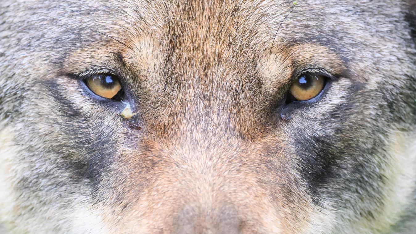 <p>Weltweit längste Wanderung eines Wolfs nachgewiesen</p>
