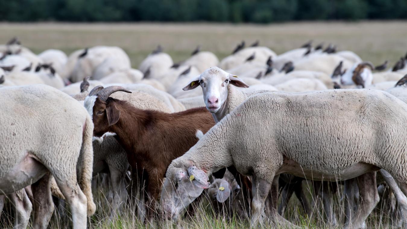 <p>Die Tierschutzorganisation fordert ein umfassendes Verbot des Schlachtens ohne Betäubung.</p>