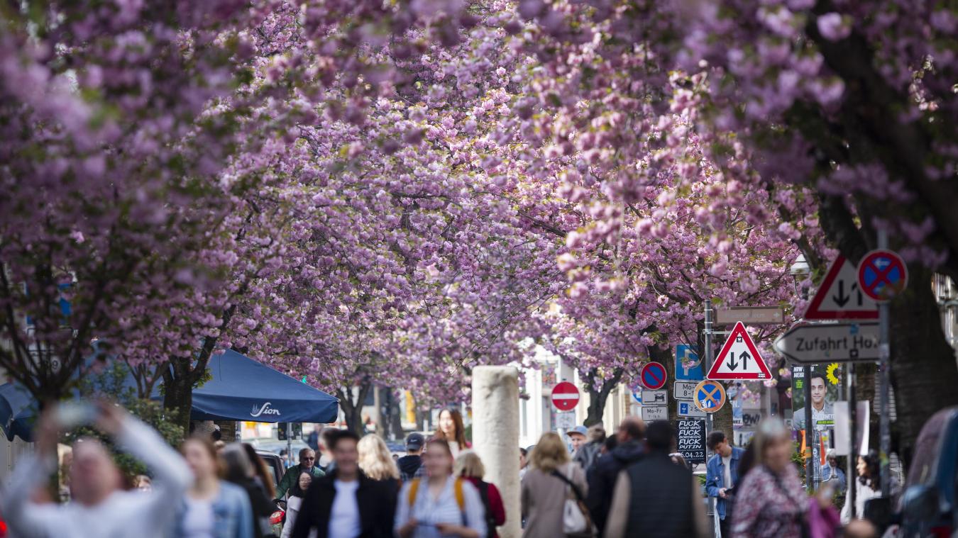 <p>Touristen gehen unter blühenden Kirschbäumen durch die Altstadt. In diesem Jahr soll die berühmte Bonner Kirschblüte voraussichtlich schon um Ostern ihren Höhepunkt erreichen.</p>