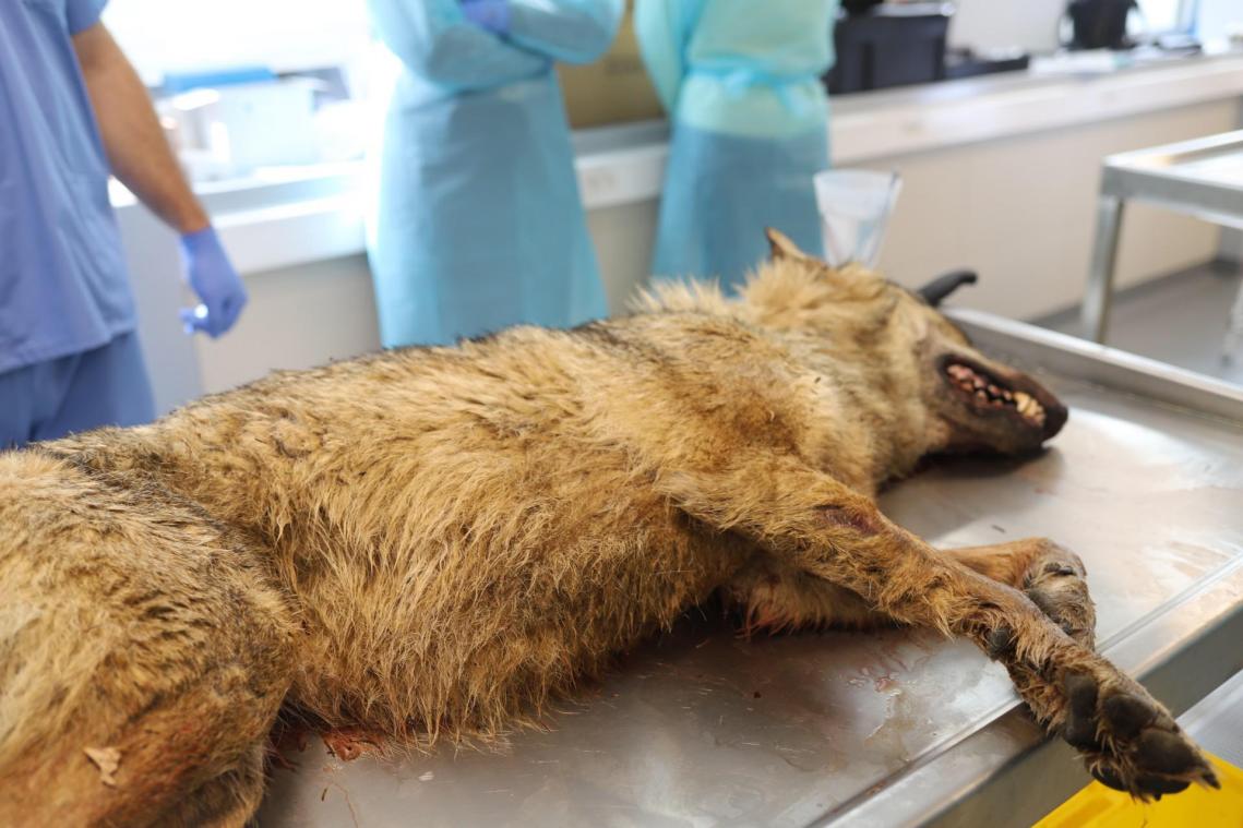 <p>Auf der Straße zwischen Roetgen und Konzen wurde am Mittwoch auf belgischem Gebiet ein toter Wolf gefunden. Er wird nun in Lüttich untersucht. Foto: SPW</p>